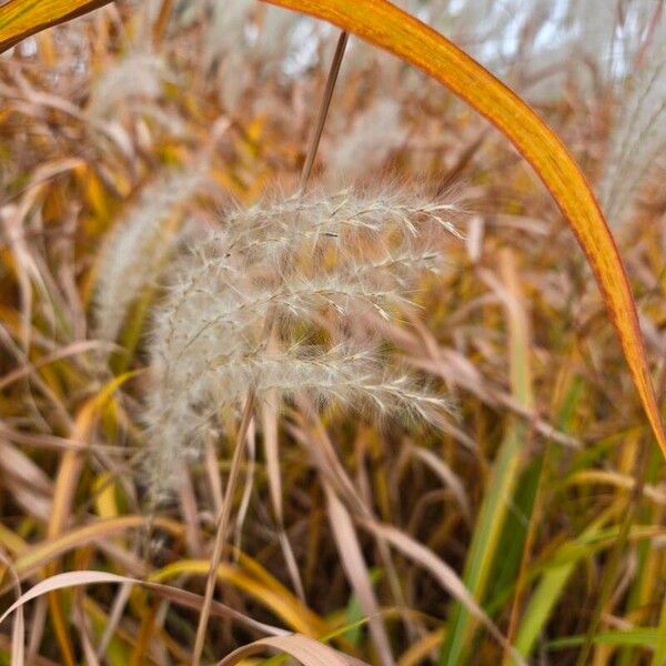 Miscanthus sacchariflorus Blüte