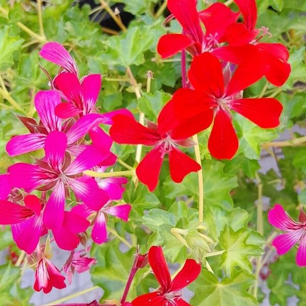 Pelargonium peltatum Цвят