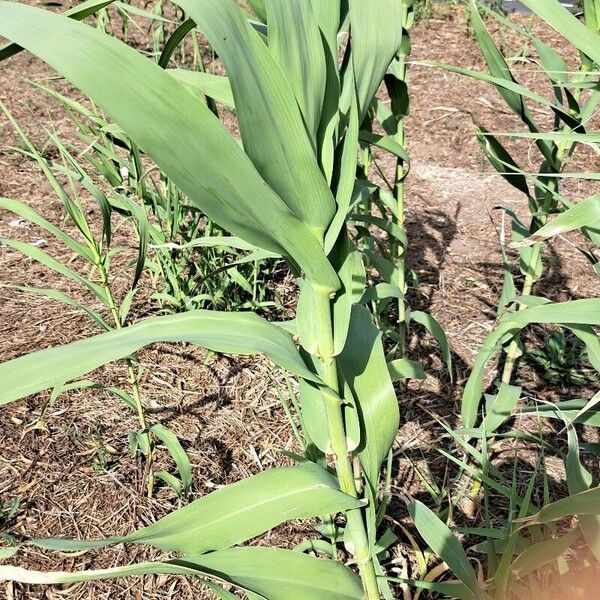 Arundo donax পাতা