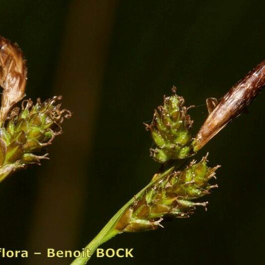 Carex umbrosa अन्य