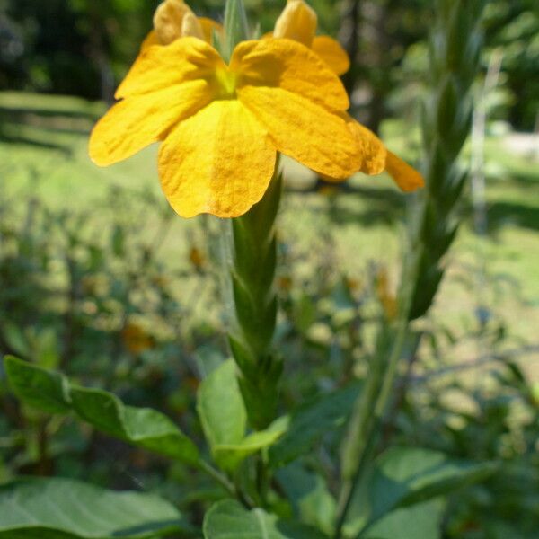 Crossandra infundibuliformis Flower