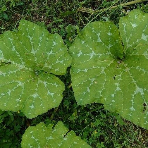 Cucurbita maxima Leaf