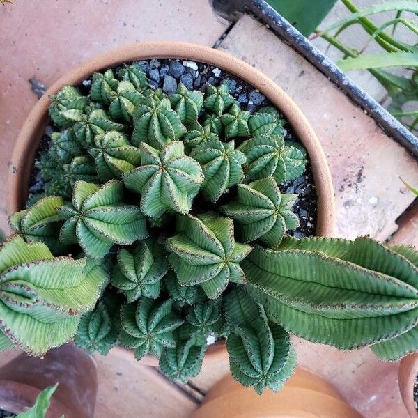 Euphorbia polygona