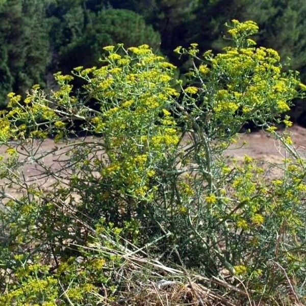 Echinophora tenuifolia Vekstform