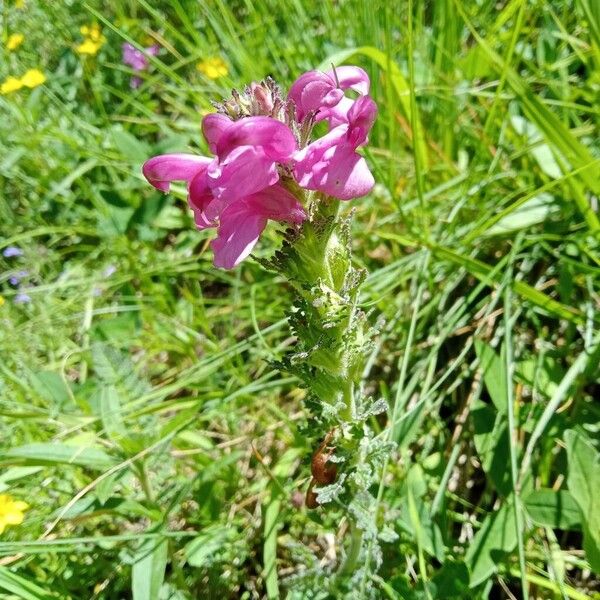 Pedicularis gyroflexa 花