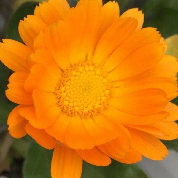 Calendula officinalis फूल