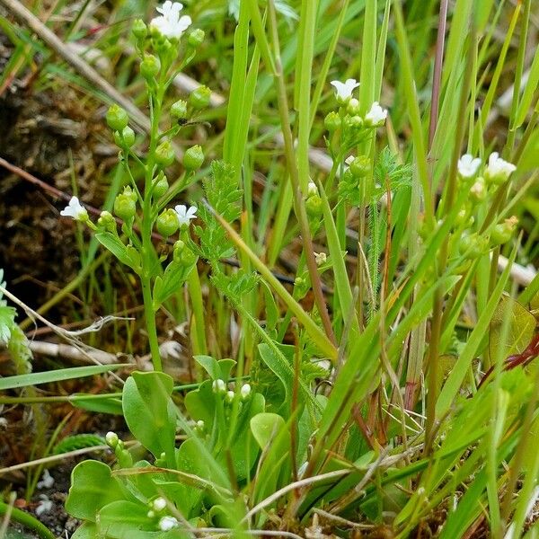 Samolus valerandi 整株植物