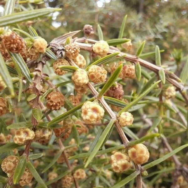 Juniperus oxycedrus Flower