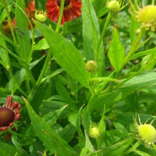 Helenium autumnale Frunză