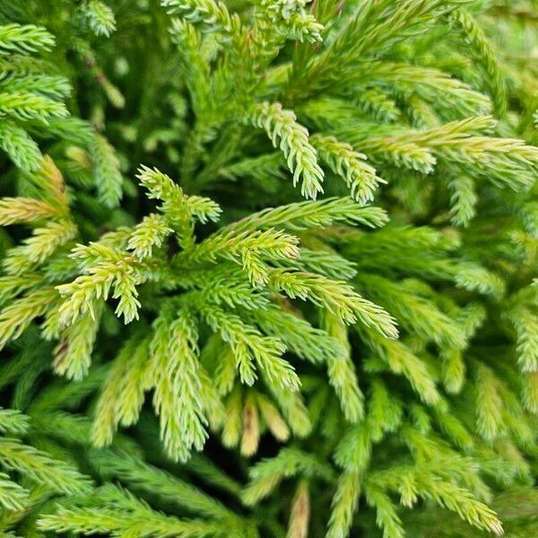 Cryptomeria japonica Leaf