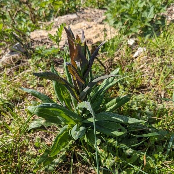 Turritis glabra Blad