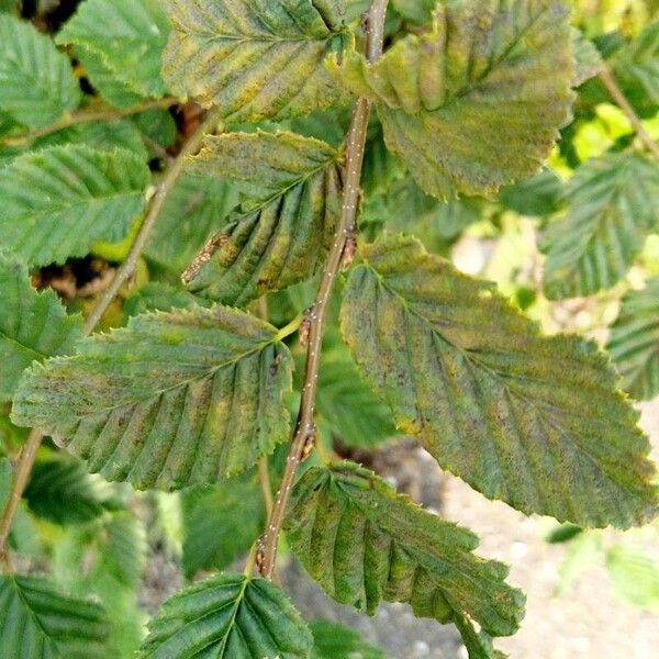 Alnus alnobetula Habit