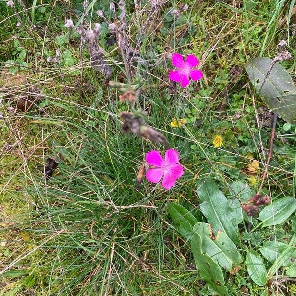 Dianthus carthusianorum Habit