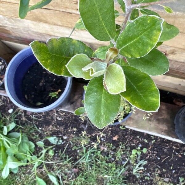 Pittosporum crassifolium पत्ता