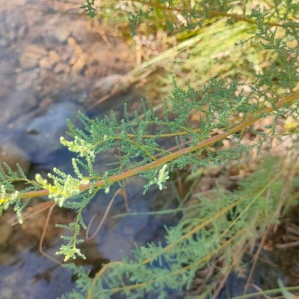 Myricaria germanica Leaf