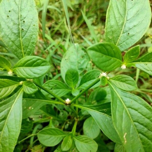 Alternanthera paronychioides Květ