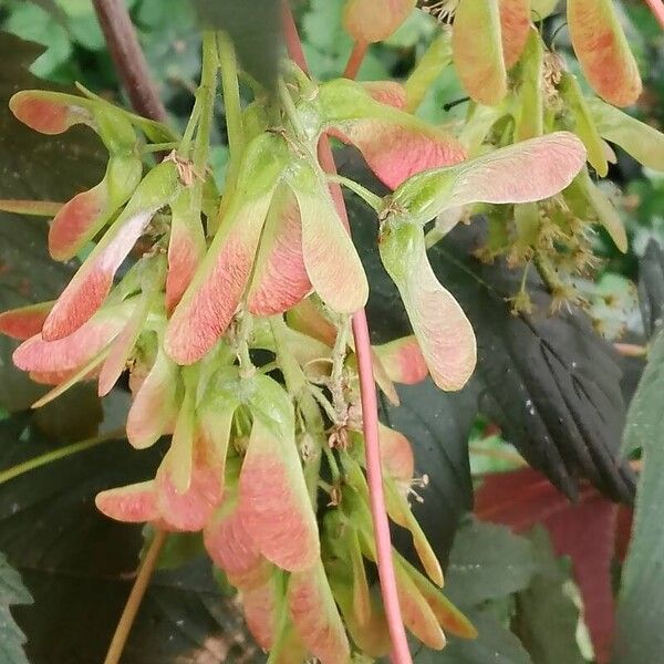 Acer pseudoplatanus Flors