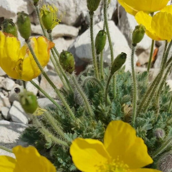 Papaver alpinum autre