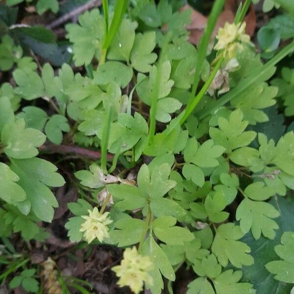 Adoxa moschatellina Flor