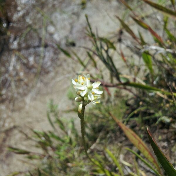 Triantha glutinosa Fleur