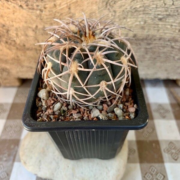 Gymnocalycium spegazzinii Folha