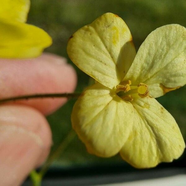 Bunias erucago Flower