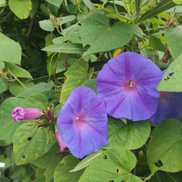 Ipomoea indica Цветок