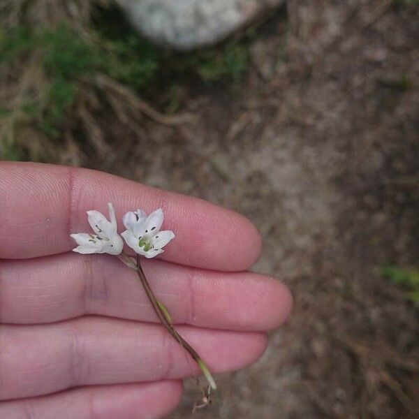 Brimeura fastigiata Flower