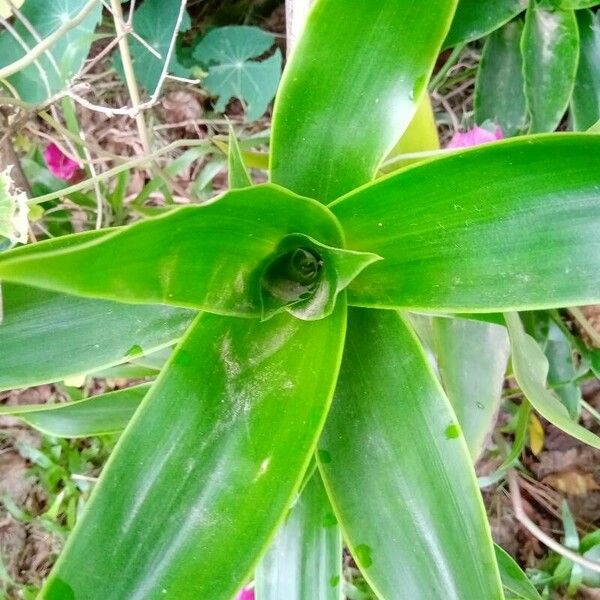 Callisia fragrans ഇല