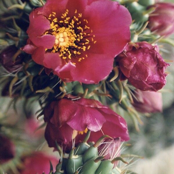 Cylindropuntia imbricata Λουλούδι