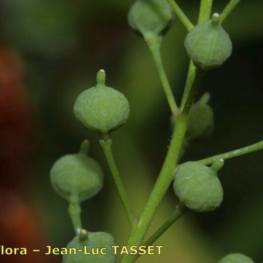 Neslia paniculata Fruit