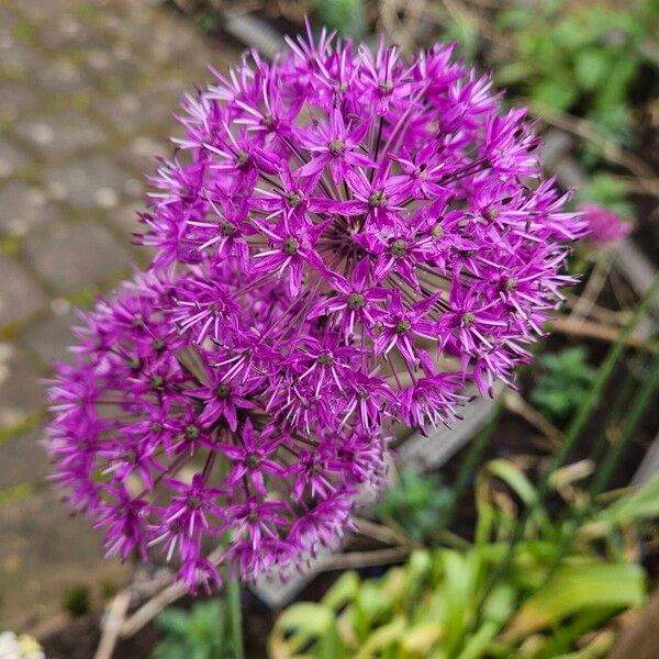 Allium giganteum 花