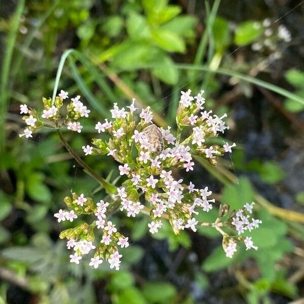 Valeriana dioica Flower