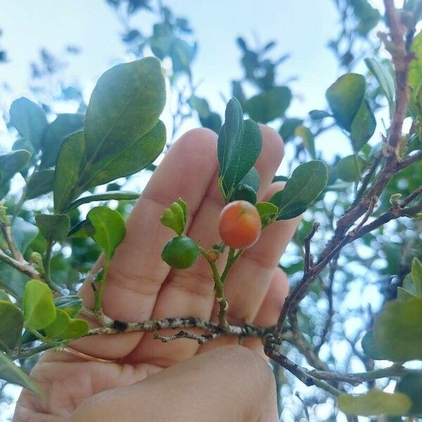 Murraya paniculata Fruto