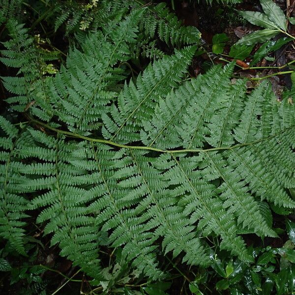 Deparia boryana Leaf