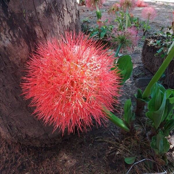 Scadoxus multiflorus Λουλούδι