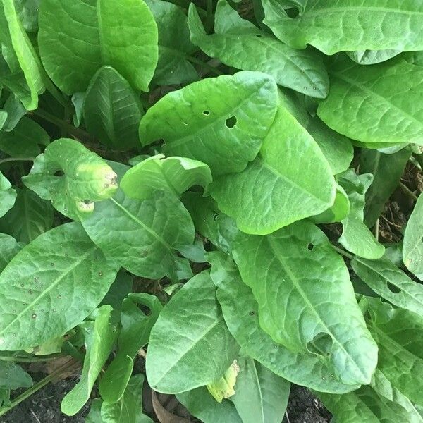 Rumex acetosa Feuille