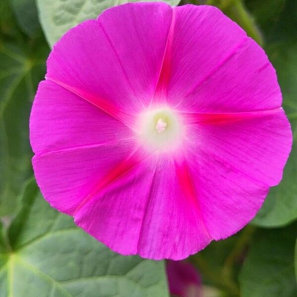 Ipomoea purpurea Flower