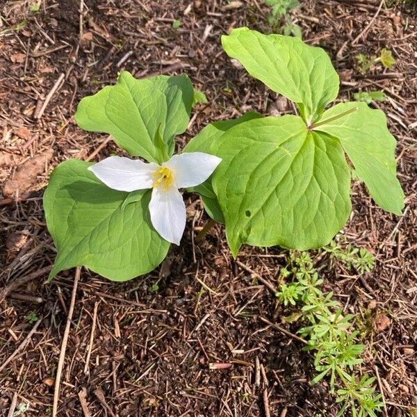 Trillium ovatum Flower