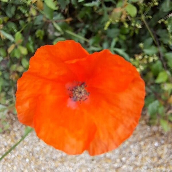 Papaver rhoeas Blomma