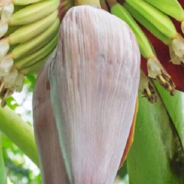 Musa sikkimensis ফুল