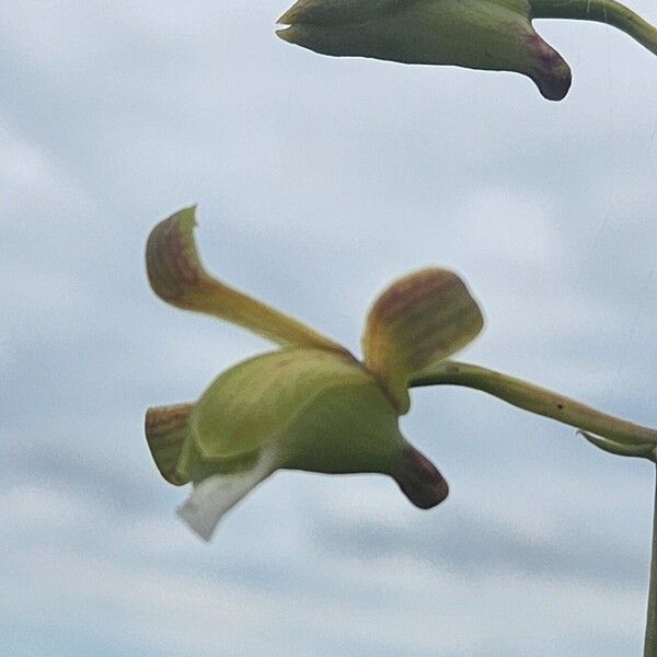 Eulophia petersii Flor