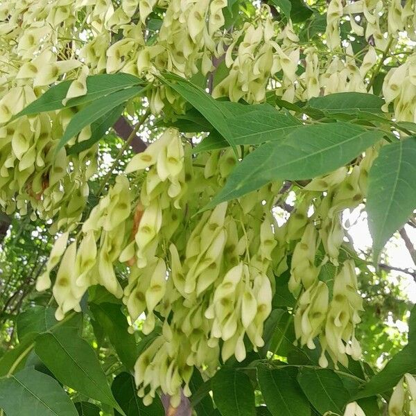 Ailanthus altissima Owoc