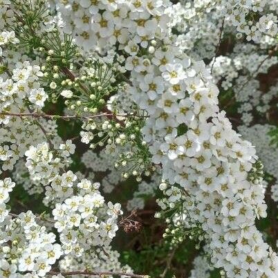 Spiraea nipponica Blüte