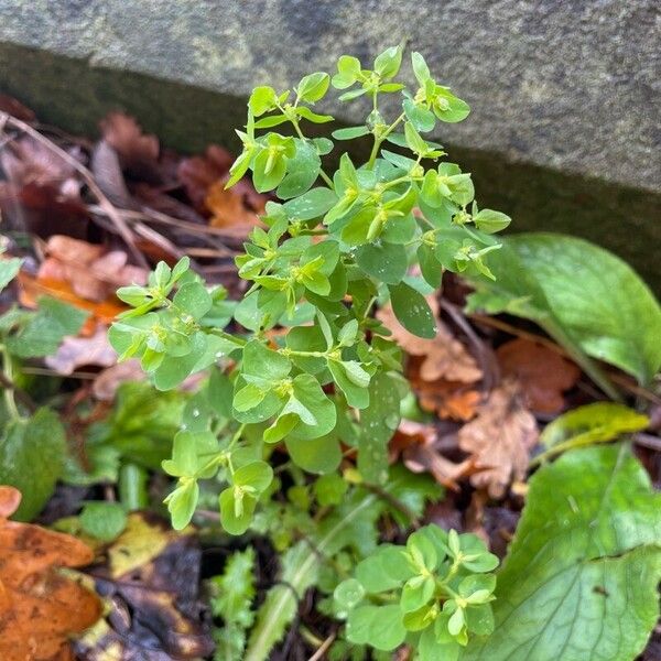 Euphorbia peplus Лист