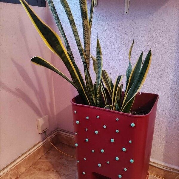 Sansevieria trifasciata Liść