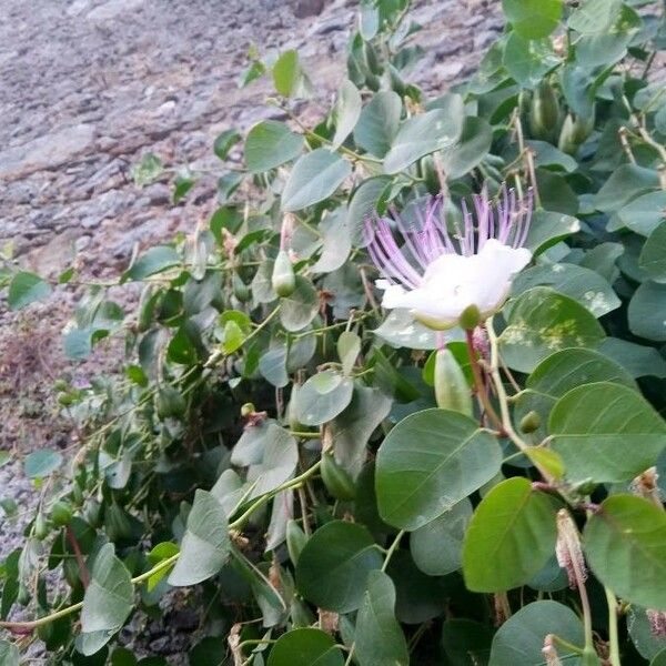 Capparis spinosa Květ