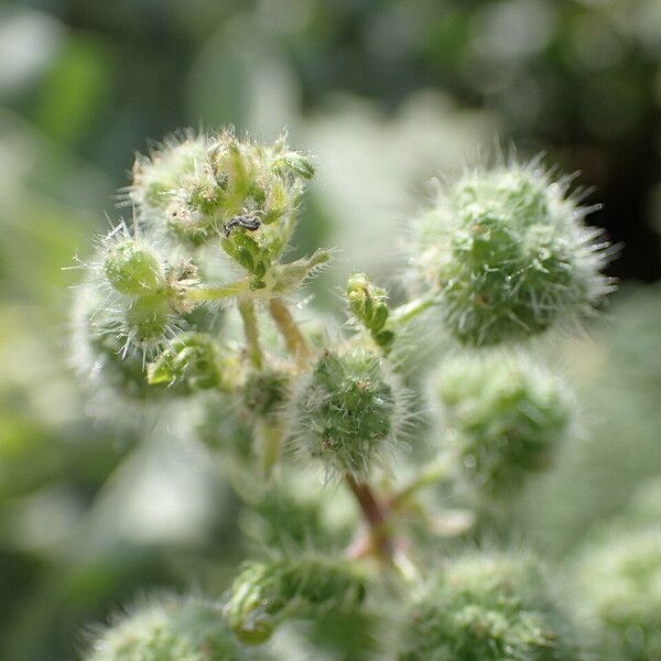 Urtica pilulifera Flor