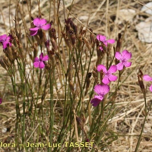 Dianthus scaber Habitat