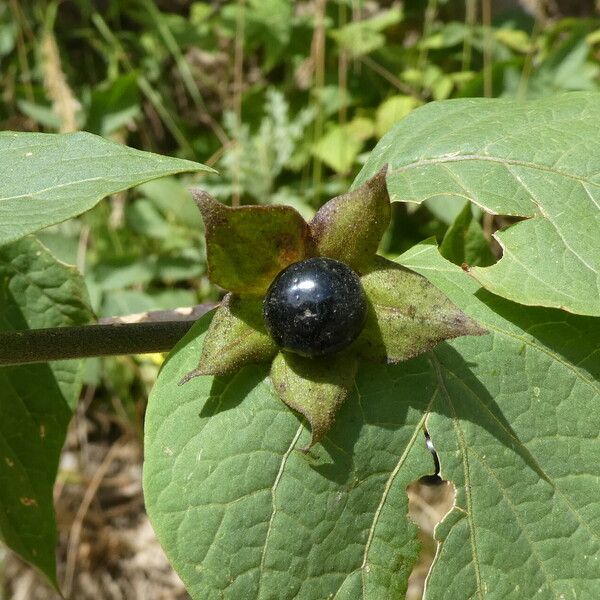 Atropa bella-donna Fruct